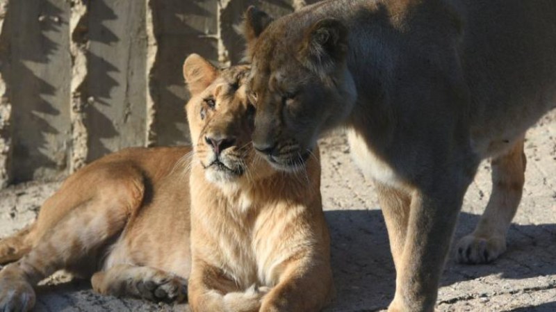 Четири лъва в зоопарка в Барселона са положителни на коронавирус