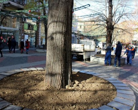 Засаждат 3000 вечнозелени храста по Малката Главна