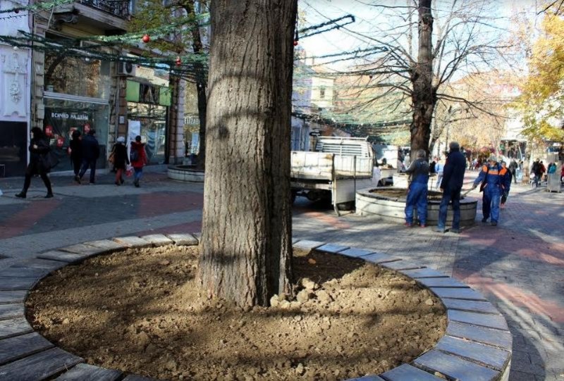 Засаждат 3000 вечнозелени храста по Малката Главна