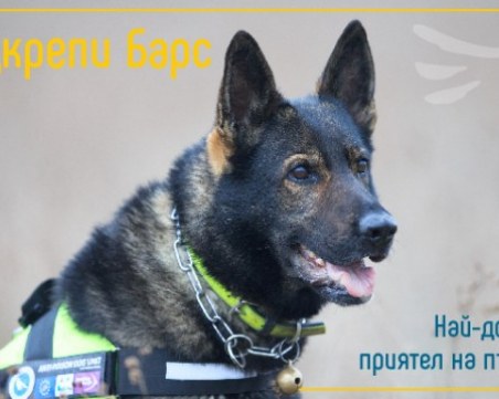 Да помогнем на Барс! Единственото куче у нас, обучено да търси отрови