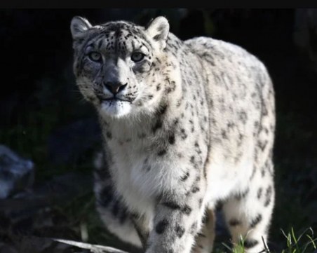 Снежни леопарди дадоха положителни тестове за COVID-19