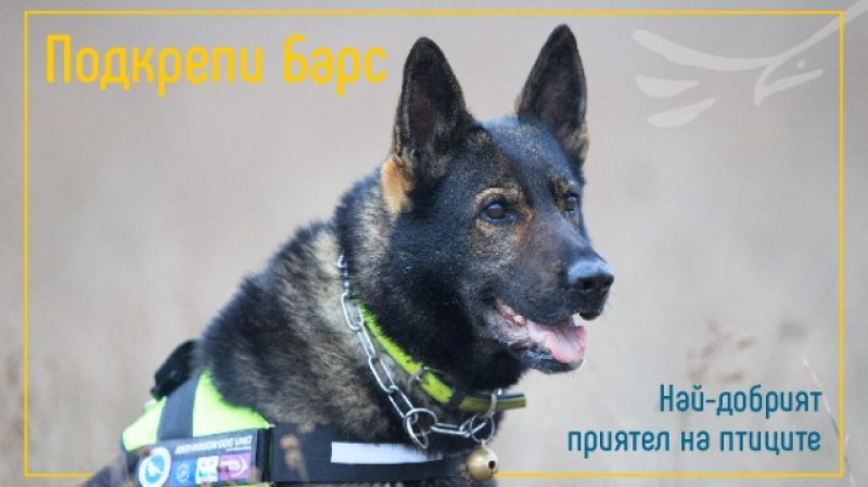 Да помогнем на Барс! Единственото куче у нас, обучено да търси отрови