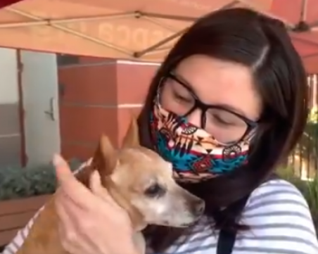 Изчезнало чихуахуа се завърна при стопаните си 5 години по-късно