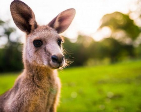 Кенгуруто може да се научи целенасочено да общува с хората, смятат изследователите