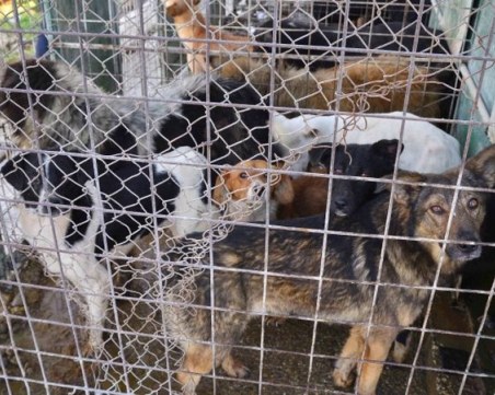 Мъж отглежда кучета в клетки в багажника на джипа си