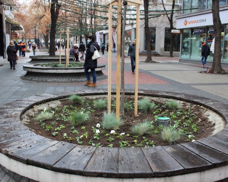 Теменужки и вечнозелени храсти красят Малката главна в Пловдив