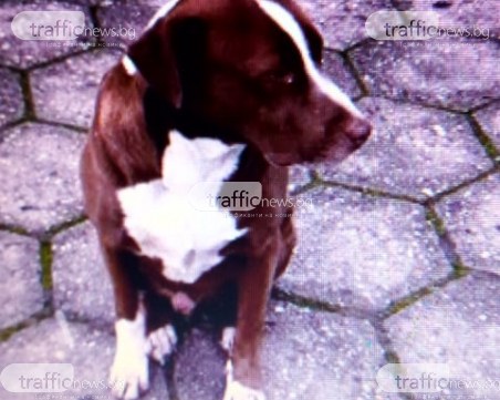 Този красавец скита изоставен и изплашен в Пловдив, търси своя стопанин