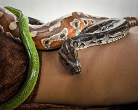 СПА център предлага масаж със змии