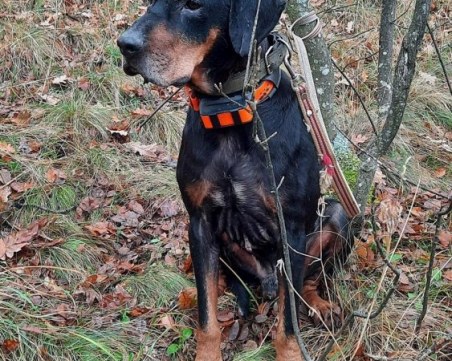 Намериха кучето Арап! В добро състояние е