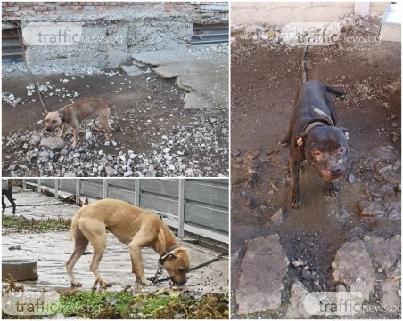 Развъдникът за питбули на Иван Иванов – без лиценз, първите сигнали срещу него – още през юни и август