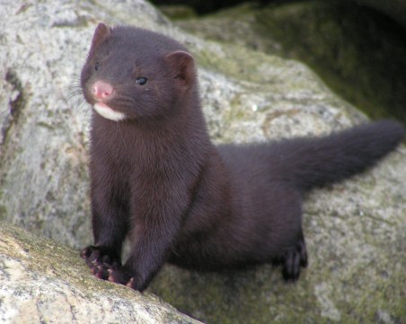 Ексхумират труповете на 5.5 милиона норки, избити в Дания заради Covid-19