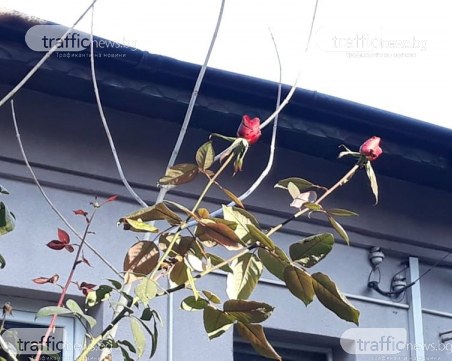 Рози цъфтят в Пловдив в края на декември