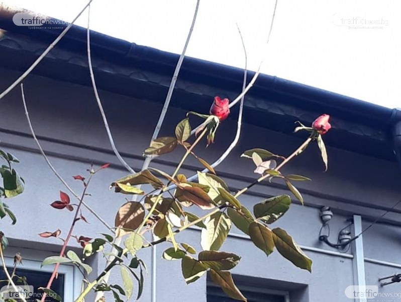 Рози цъфтят в Пловдив в края на декември