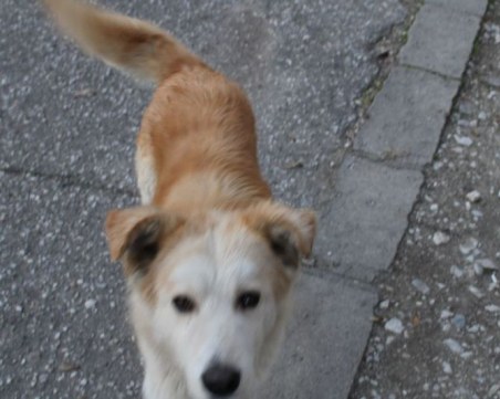 Този красавец се скита в района на МОЛ Пловдив