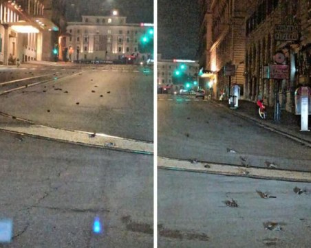 Сцена като от хорър филм в Рим! Хиляди трупове на птици покриха улиците