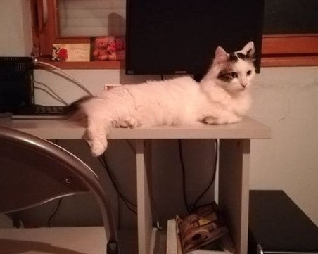 Тази красива котка се изгуби в Кършияка. Виждали ли сте я?