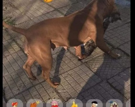 Пловдивчанка снима как питбулът ѝ убива коте и се хвали