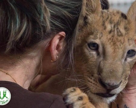 Жената, спасила лъвчетата Терез и Масуд, е в тежко състояние, близките й търсят помощ