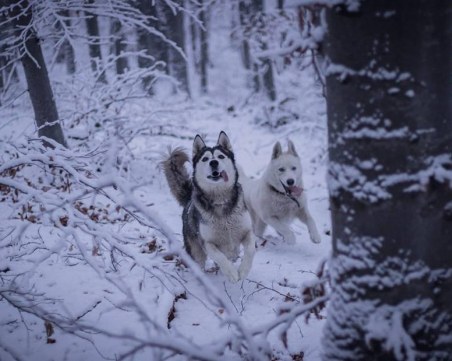 Мая и Арес изчезнаха край Пловдив, виждали ли сте ги