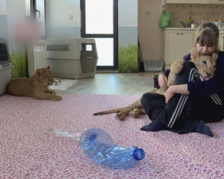 Почина Марина, човешката майка на лъвчетата Терез и Масуд