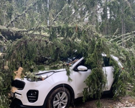 Дърво премаза пет коли в Пампорово, затвориха ски зоната