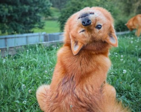 Куче се превърна в звезда в социалните мрежи заради начина, по който позира