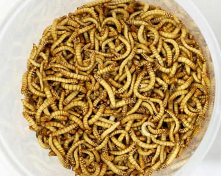 ЕС на път да одобри ядене на насекоми