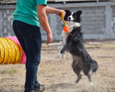 Започна регистрацията на нови домашни любимци