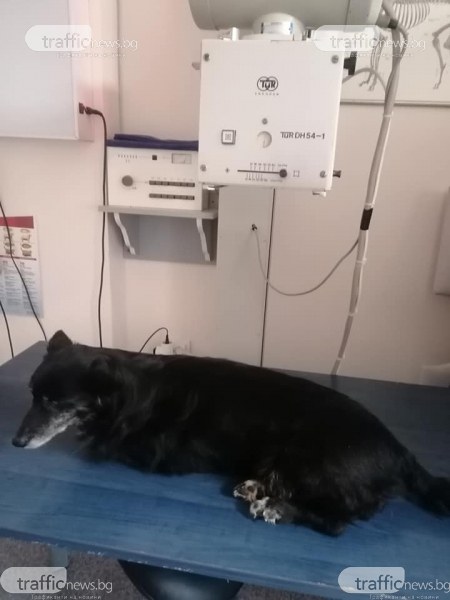 Нечовешко! Дегенерати стреляха и биха изоставени и болни кучета в Асеновград