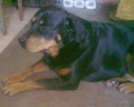 Ротвайлер се изгуби в Пловдив! Последно е видян в Тракия