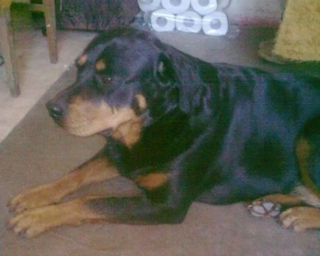 След публикация на TrafficNews: Ротвайлерът Пепа вече е у дома след 10-дневно отсъствие