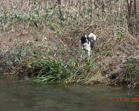 Тази красавица бедства на брега на Въча, зарязана е с връв около врата