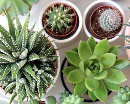 Грешките, които правим, при отглеждането на кактуси и други сукуленти