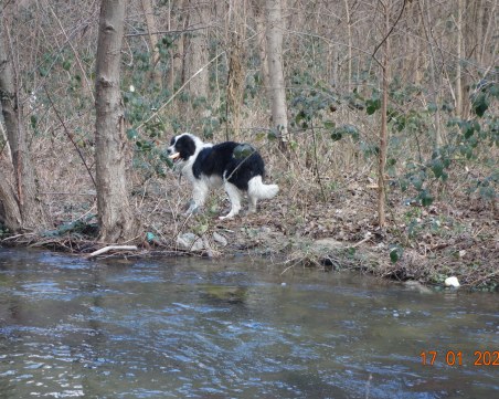 История с щастлив край! Каракачанката, спасена край Въча, вече е в новия си дом
