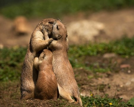На този ден: Отбелязваме Международния ден на прегръдката