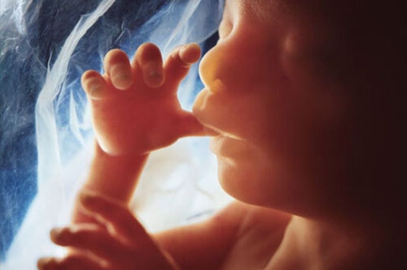 Човешките ембриони са уязвими на COVID-19 в ранните стадии на развитие