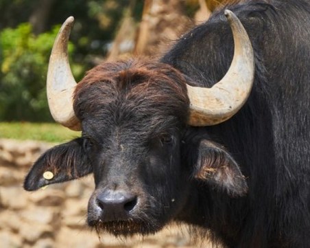 ТИР блъсна стадо биволи край ГКПП Кулата