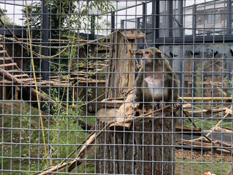 Маймуна от столичния зоопарк пострада сериозно заради подхвърлена храна