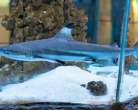 Зъб от акула ще получат децата в природонаучния музей на 30 и 31 януари