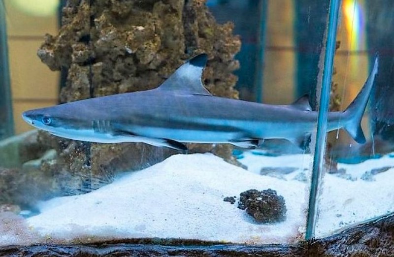 Зъб от акула ще получат децата в природонаучния музей на 30 и 31 януари