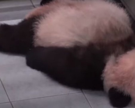 Първата панда, родена в Южна Корея, се превърна в хит в интернет