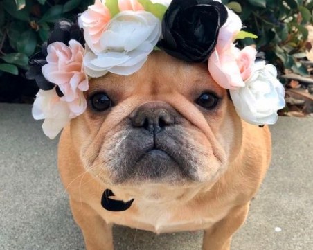 Мими Роуз - кучето, което стана Инстаграм звезда