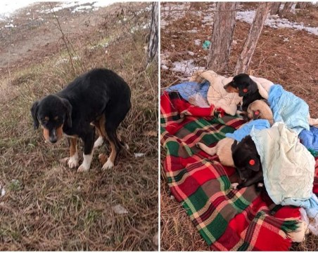 Кастрирани, упоени и изхвърлени – алармираха за нечовешко отношение към кучета от приют