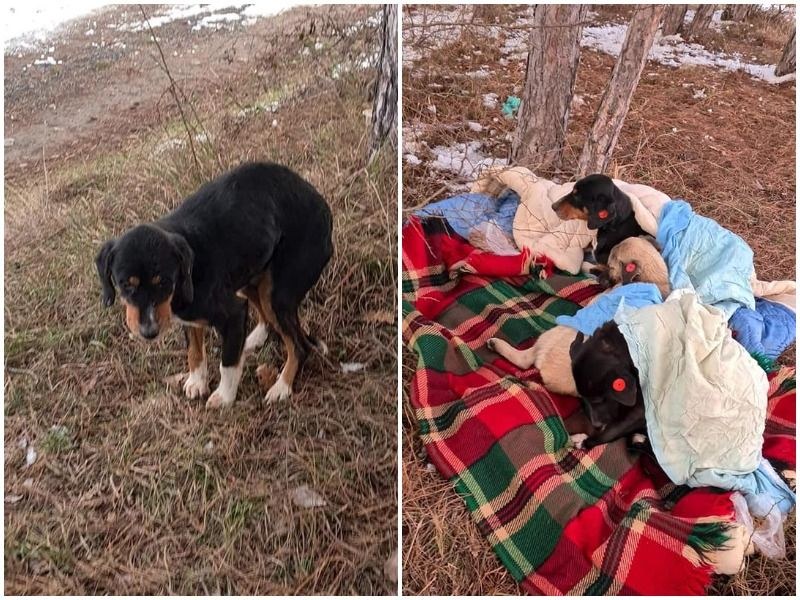 Кастрирани, упоени и изхвърлени – алармираха за нечовешко отношение към кучета от приют