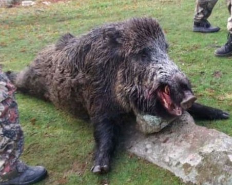 Бракониери убиха 7 диви прасета в Пловдивско, опитали да разфасоват месото тайно