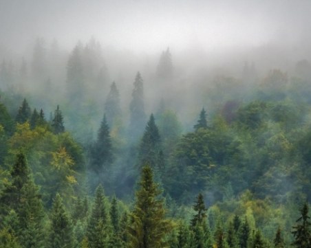 Стартира кампания за закупуване на частни горски имоти през 2021 година