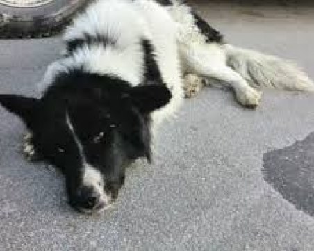 Внимавайте! Безумци разхвърлиха отрова в Тракия