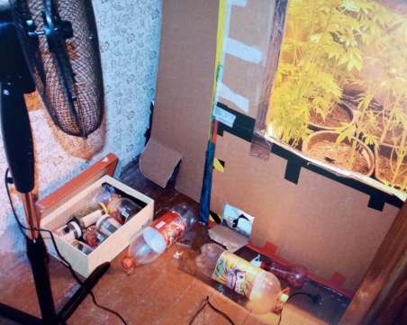 Мини оранжерия за канабис е открита в Радомир