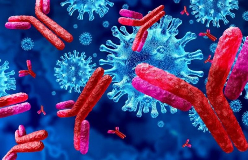 Нови изследвания: Антителата предпазват най-малко шест месеца