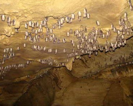 Учен от екипа, изпратен в Ухан: Вируси, подобни на Ковид-19 са открити в пещери с прилепи